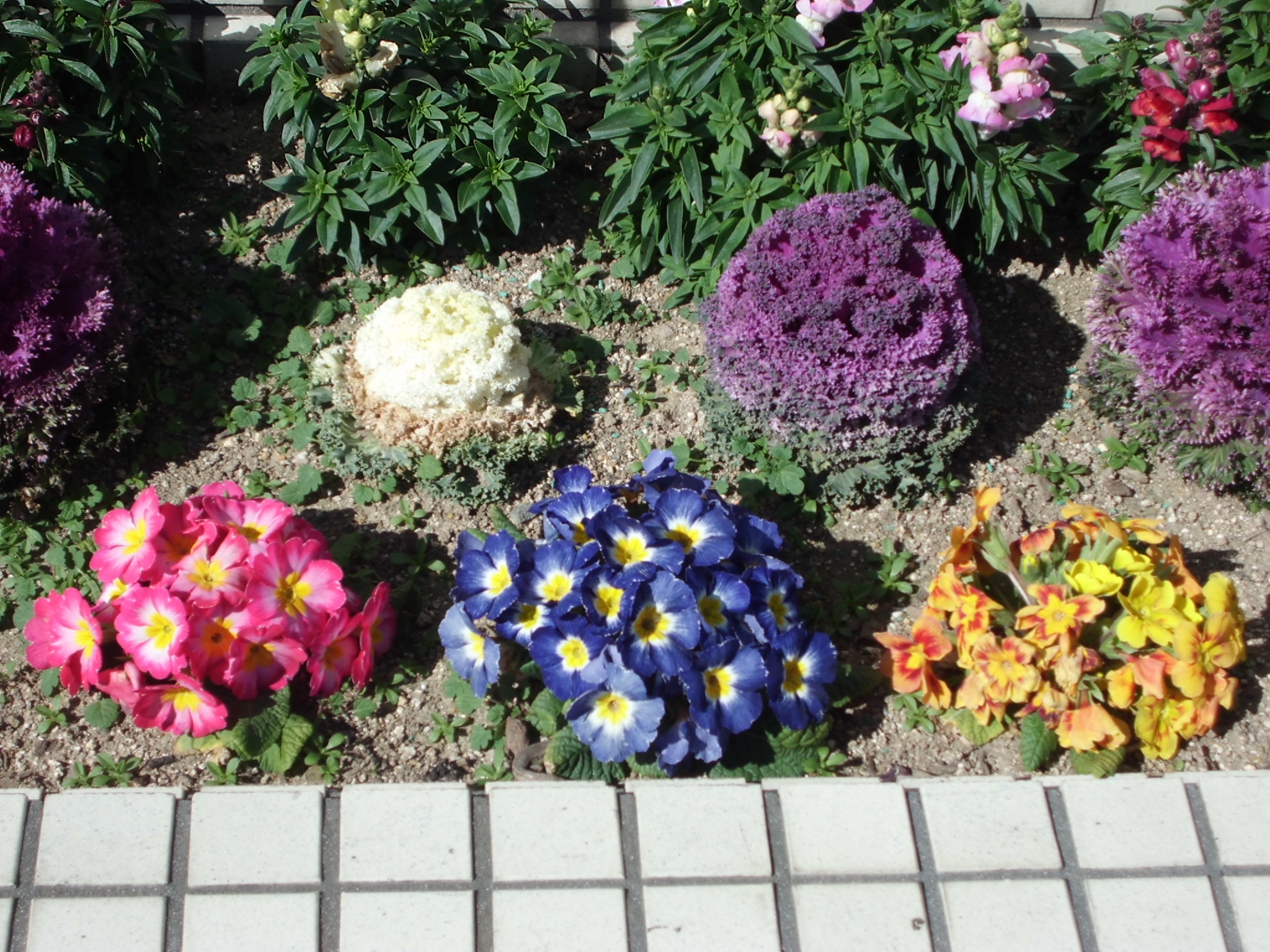 冬の花壇もにぎやかです トヨタネブログ クロロフィル通信 トヨタネ株式会社