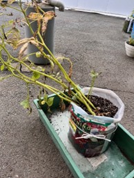 北海道黄金①